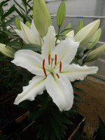 [4250 Serena Madonna 2N No02.JPG]